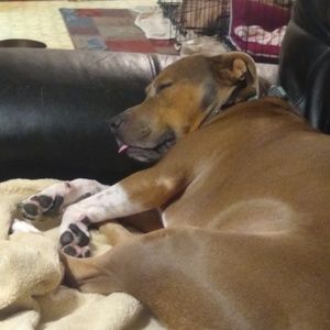 Meet your Posher, Hal